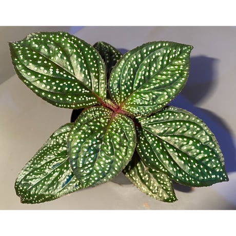 Sonerila sp. wf1 from Phang Nga Thailand [KZT]