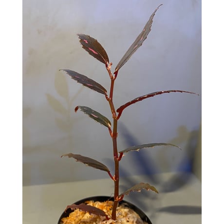 Begonia sp. from Julau [R1214-01b]