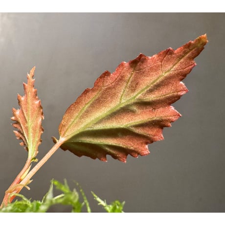 Begonia sp. from Kapuas hulu