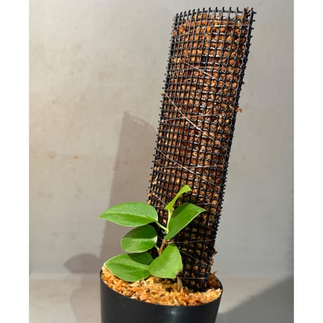 Philodendron sp. from Iquitos Peru [tanakay]