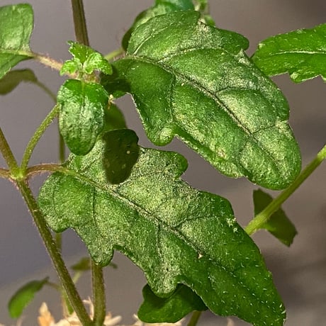 Scrophulariaceae sp. from Valencia, Negros Oriental