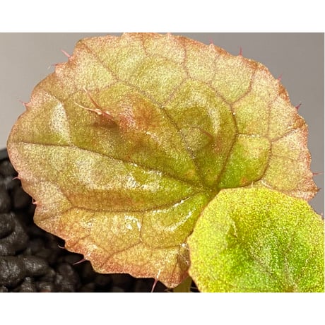 Begonia susaniae