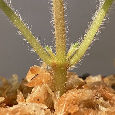 Phyllagathis sp. from Dong Nai province south Vietnam