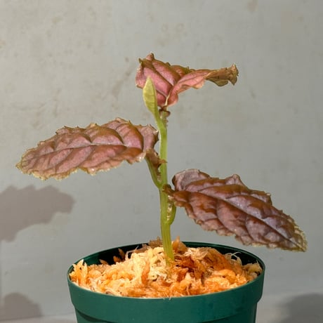 Ardisia sp. from Lao Cai-E [R0517-01]