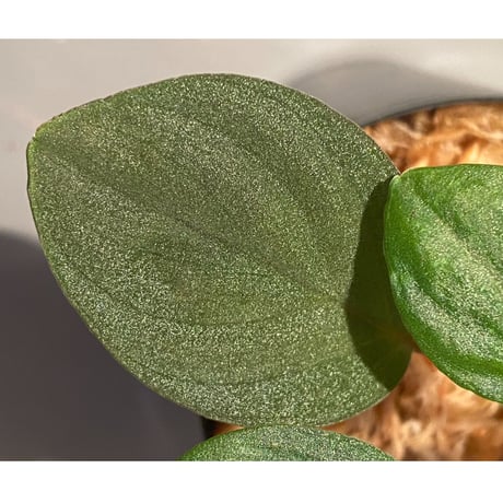 Homalomena sp. from Bukit Fraser [KN]