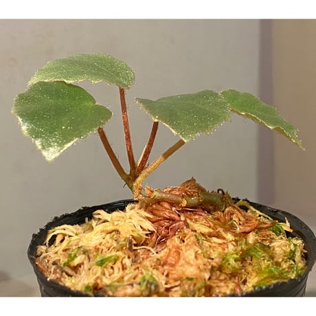Begonia sp. f1 from Sumatera [NT ORCHID]