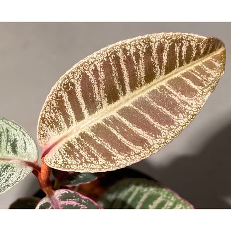 Labisia sp. from Riau
