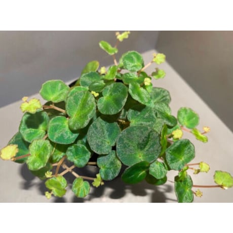 Begonia lichenora (sp.Mini) from Kalimantan Sarawak border [LA]