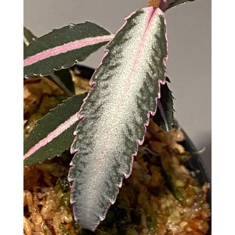 Labisia sp. from Kapuas hulu Kalimantan barat