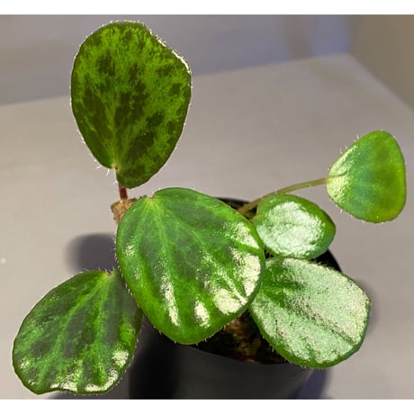 Begonia blancii