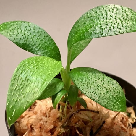 Homalomena hasei "狐尾" from Aceh Sumatera [LA0214-4]