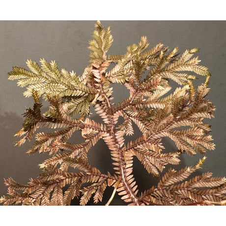 Selaginella sp. from Kapuas hulu