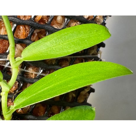 Pothos scandens from Khlong Yai Trat Thailand