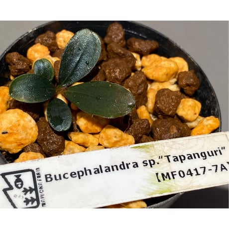Bucephalandra sp. "Tapanguri" [MF0417-7A]