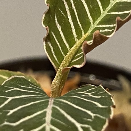 Ardisia sp. from Perlis Malaysia