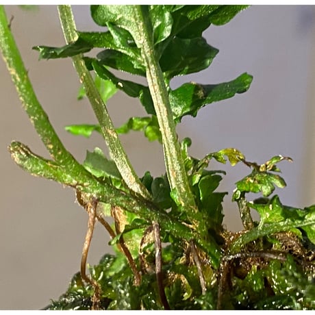 Bolbitis sp. from Siberut [LA]