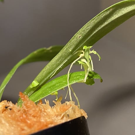 Schismatoglottis sp. "初霜錦" from Murung raya [LA0515-05]