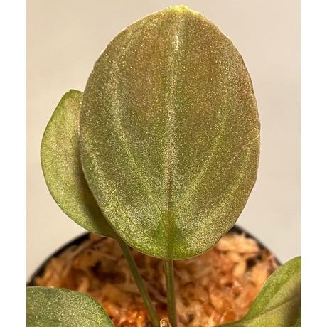 Homalomena sp. from Solok sumatera [LA0315-2]
