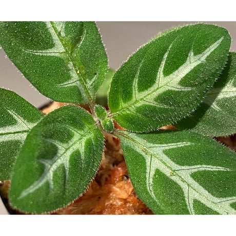 Gymnostachyum sp. from Sumatera barat [LA0414-01]