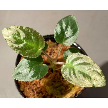 Unknown from Iquitos Peru [tanakay]