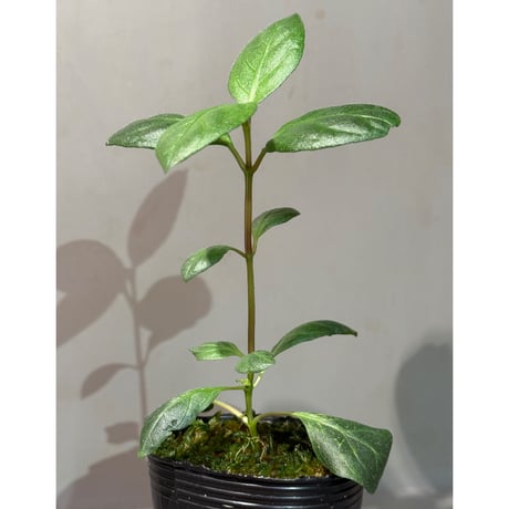 Unknown from Aceh sumatera [LA2013年]
