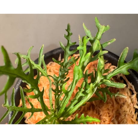 Labisia sp. from Jambi sumatera