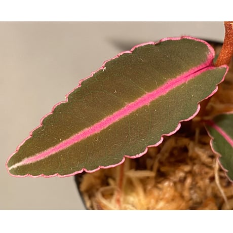 Labisia sp. from Sumatera barat [TB]