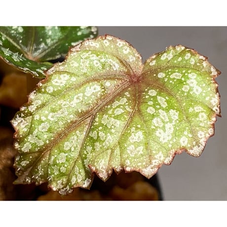 Begonia handelii var. prostrata from Viet Nam