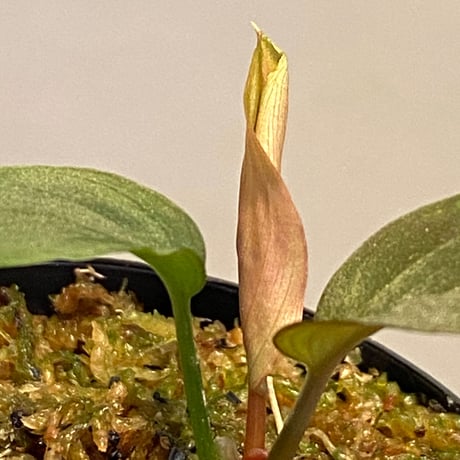 Homalomena sp. from Kapuas Hilir