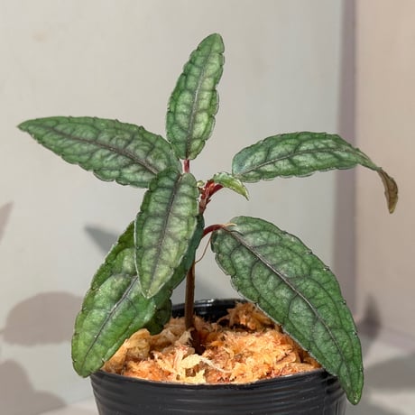 Ardisia violacea 台湾固有種