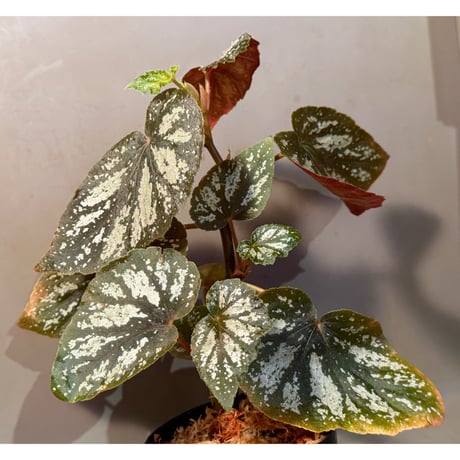 Begonia sp. 'u168'