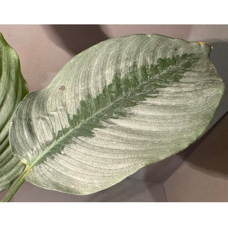 Schismatoglottis hendrikii from Sekadau West Kalimantan ②