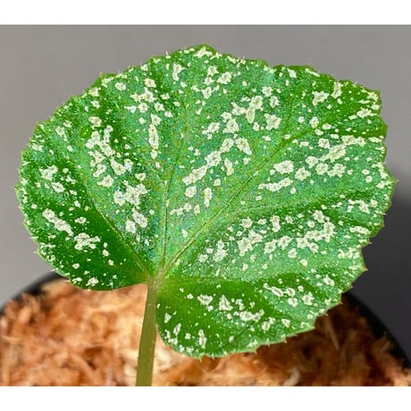 Begonia sp. from Na Hang [YH1118] TK