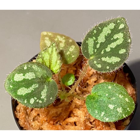 Begonia luzonensis