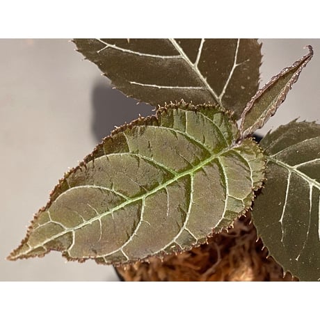 Ardisia gigantifolia [LA]