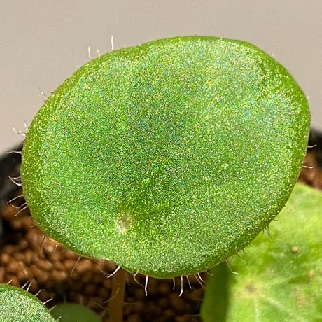 Begonia kingiana from Jerantut [TK170717]