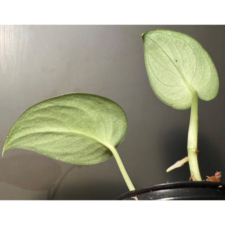 Scindapsus pictus "Nanga pinoh" Melawi Kalimantan barat [TB1606]