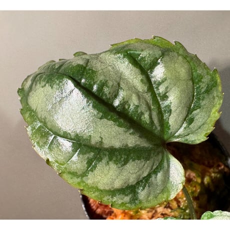 Cissus sp. "Padang" Sumatra barat [TB]