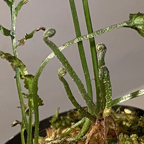 Bolbitis sp. from Siberut [LA]