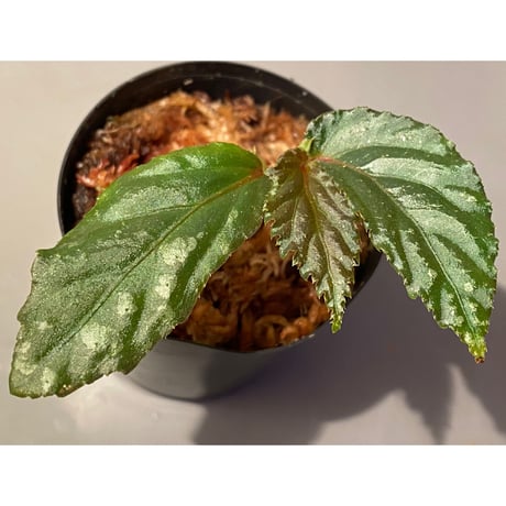 Begonia sp. from Sarawak