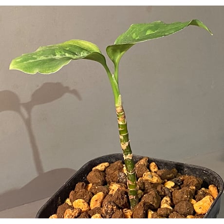 Aglaonema pictum GW Type1 from Padang sidempuan [TB1410]