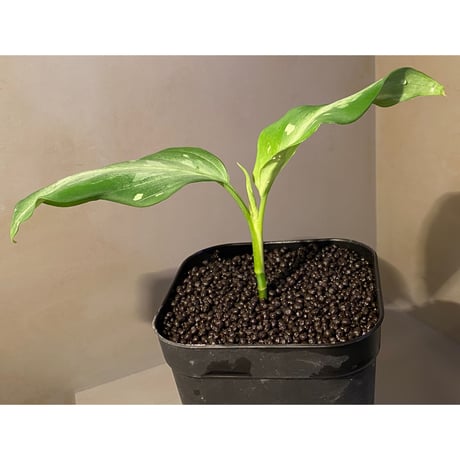 Aglaonema pictum A from Aceh sumatera [LA1115-03 i]