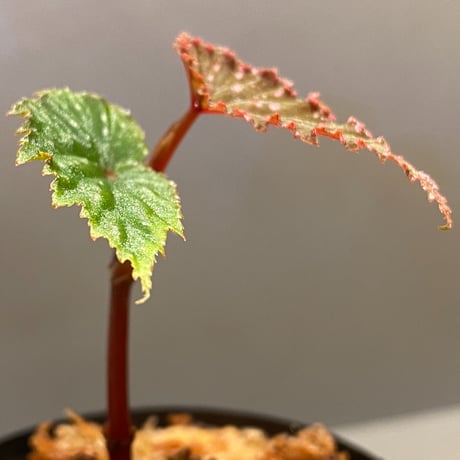 Begonia gracilicyma from Sumatera Barat [TB]