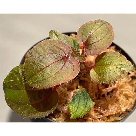 Phyllagathis sp. from Cao Bang Viet Nam [R1217-02]
