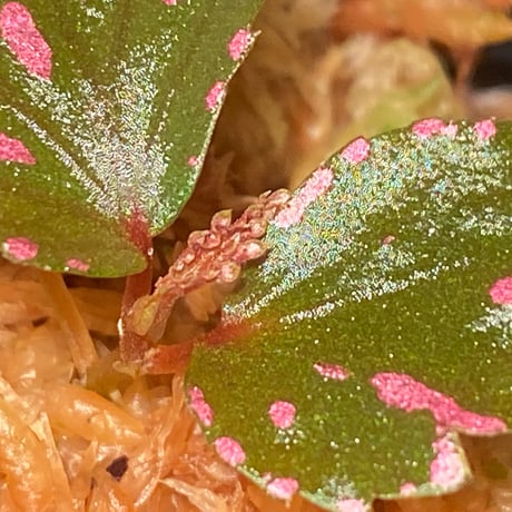 Begonia sp. ぼっち株 from Julau [R1214-01b]