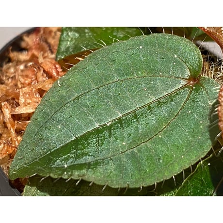 Phyllagathis sp. from Cao Bang Viet Nam [R1217-02]