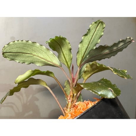 Bucephalandra sp. "Nanga Taman" [TB]