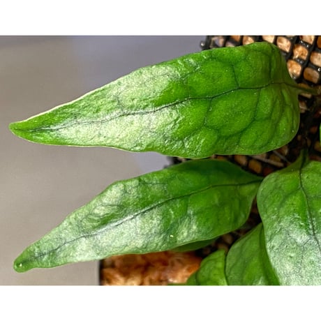 Microsorum sp. "Timika" Papua [TB]