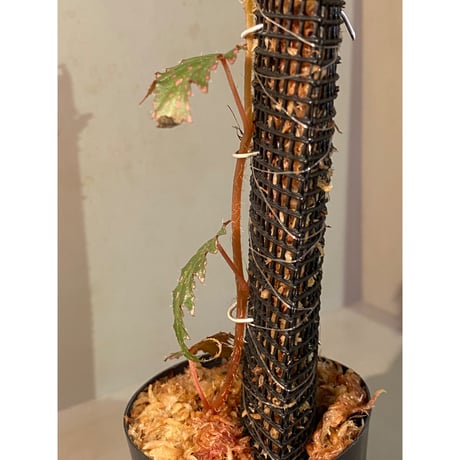 Begonia sp. from Luzon Aurora Philippines 標高500m付近　[KSB]