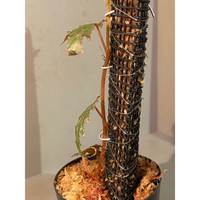 Begonia sp. from Luzon Aurora Philippines 標高500